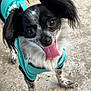 Bella Rose is registered to the contest to win money with this photo: animal, black_and_white_fur, bright_eyes, canine, close_up, concrete_floor, cute, dog, friendly, fur, happy, long_ears, outdoor, paw, pet_clothing, playful, small_dog, standing, tongue, tongue_out