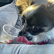 Bella Rose joined the competition — help win amazing prizes! animal, car_interior, close_up, collar, cushion, cute, dog, domestic_animal, ears, eyes, fur, licking, pet, plastic_cup, small_dog, soft_surface, sunlight, texture, tongue, white_and_black_fur