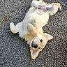Bouny a rejoint le concours — aidez-le/la à gagner de superbes lots ! puppy, dog, golden_retriever, lying_down, asphalt, outdoor, pet, cute, fluffy, playful, animal, young, fur, ears, paw, looking_up, adorable, happy, nature, small