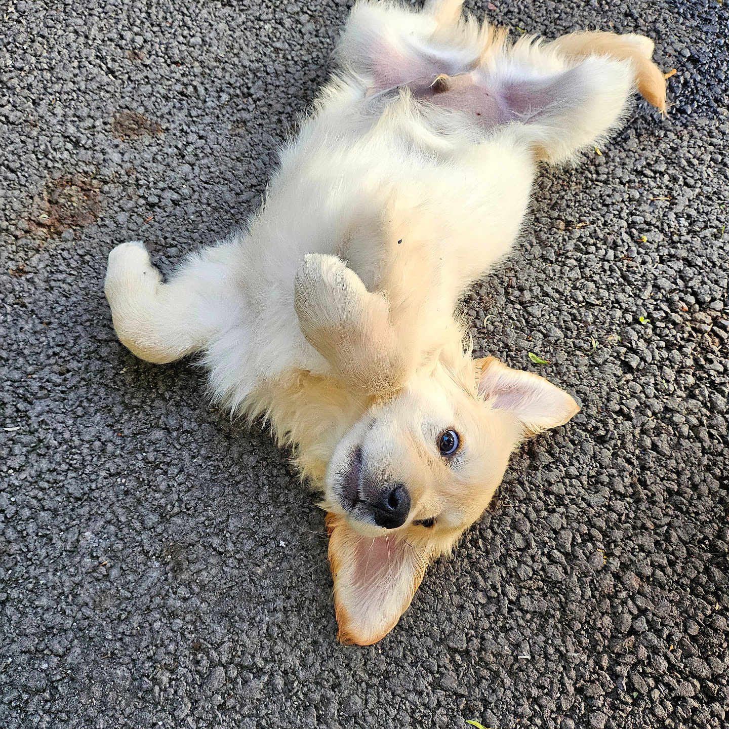 Bouny a rejoint le concours — aidez-le/la à gagner de superbes lots ! puppy, dog, golden_retriever, lying_down, asphalt, outdoor, pet, cute, fluffy, playful, animal, young, fur, ears, paw, looking_up, adorable, happy, nature, small