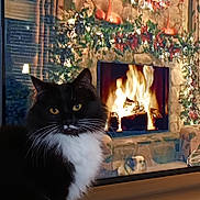 El Chappie participe au concours pour gagner de l'argent avec cette photo : cat, black_and_white, fireplace, holiday_decorations, wreath, candles, lights, cozy, indoor, wood, stone, furniture, window, curtains, pet, fur, whiskers, eyes, warmth, celebration