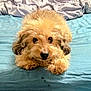 animal, bed, blanket, blue_bedspread, brown_dog, companion, cozy, curly_fur, cute, dog, domestic_animal, fluffy, fur, home, indoors, looking_at_camera, lying_down, pet, relaxed, small_dog