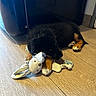 puppy, dog, toy, plush, sleeping, indoor, wooden_floor, black_fur, brown_fur, cute, pet, domestic_animal, resting, soft_toy, floor, animal, young, companion, cozy, napping