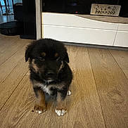 Zeus participe au concours pour gagner de l'argent avec cette photo : puppy, dog, floor, wooden_floor, indoor, furniture, entertainment_unit, black_fur, brown_fur, small_dog, pet, cute, young_animal, animal, domestic_animal, home, living_room, flooring, sitting, fur