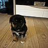 puppy, dog, floor, wooden_floor, indoor, furniture, entertainment_unit, black_fur, brown_fur, small_dog, pet, cute, young_animal, animal, domestic_animal, home, living_room, flooring, sitting, fur
