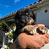 puppy, dog, animal, pet, cute, fur, paw, hand, tattoo, outdoor, sky, blue_sky, flower, white_flower, house, garden, sunlight, close_up, portrait, nature