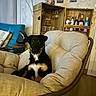 dog, chair, cushion, living_room, wooden_cabinet, bottle, glass, furniture, indoor, decor, painting, floor, relaxed, pet, black_dog, tan_markings, cozy, home, comfort, seated