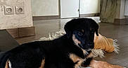 Zeus participe au concours pour gagner de l'argent avec cette photo : puppy, dog, black_and_tan, indoor, wooden_floor, toy, door, mirror, home_decor, tapestry, flooring, pet, animal, cute, laying_down, young, fur, paw, cozy, curious