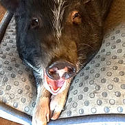 Rosie is registered to the contest to win money with this photo: