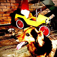 Charlie participe au concours pour gagner de l'argent avec cette photo : dog, tongue_out, toy_car, yellow_car, gnome_hat, brick_wall, wooden_floor, indoor, pet, playful, cute, animal, canine, flooring, red_wheels, metal_bowl, shadow, decor, house, fur