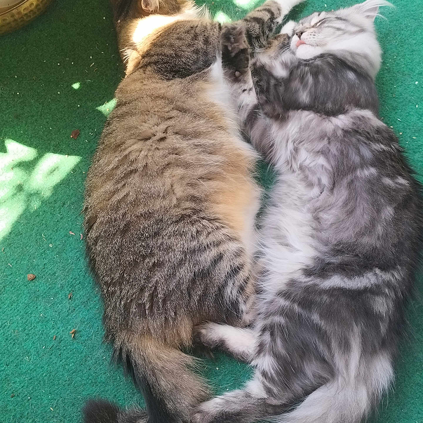 Venus Et Ruby