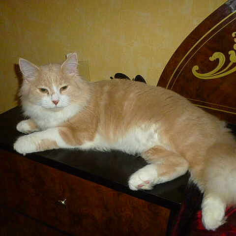 Coton