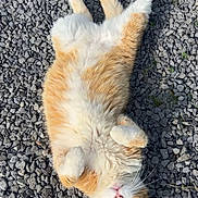 Pépito a rejoint le concours — aidez-le/la à gagner de superbes lots ! cat, orange_cat, white_cat, pet, animal, outdoor, gravel, relaxed, lying_down, fluffy, cute, whiskers, fur, small_rocks, nature, sunlight, playful, domestic_cat, resting, curious