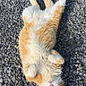 animal, cat, curious, cute, domestic_cat, fluffy, fur, gravel, lying_down, nature, orange_cat, outdoor, pet, playful, relaxed, resting, small_rocks, sunlight, whiskers, white_cat
