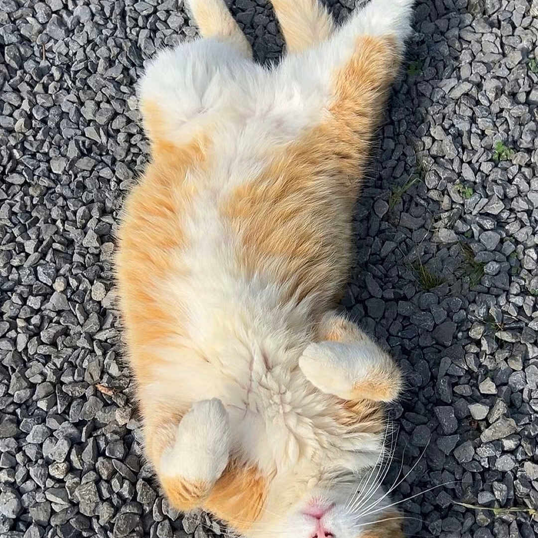 Pépito