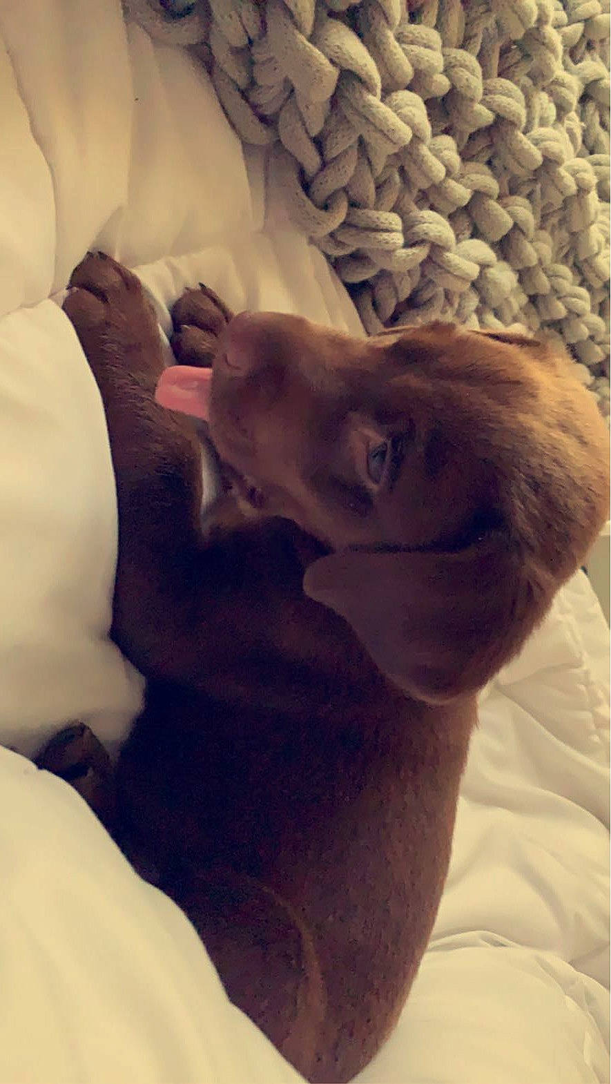 Nash joined the competition — help win amazing prizes! abdomen, canidae, carnivore, child, cloud, comfort, companion_dog, dog, dog_breed, ear, fawn, fur, gesture, happy, jaw, linens, selfie, snout, sporting_group, whiskers