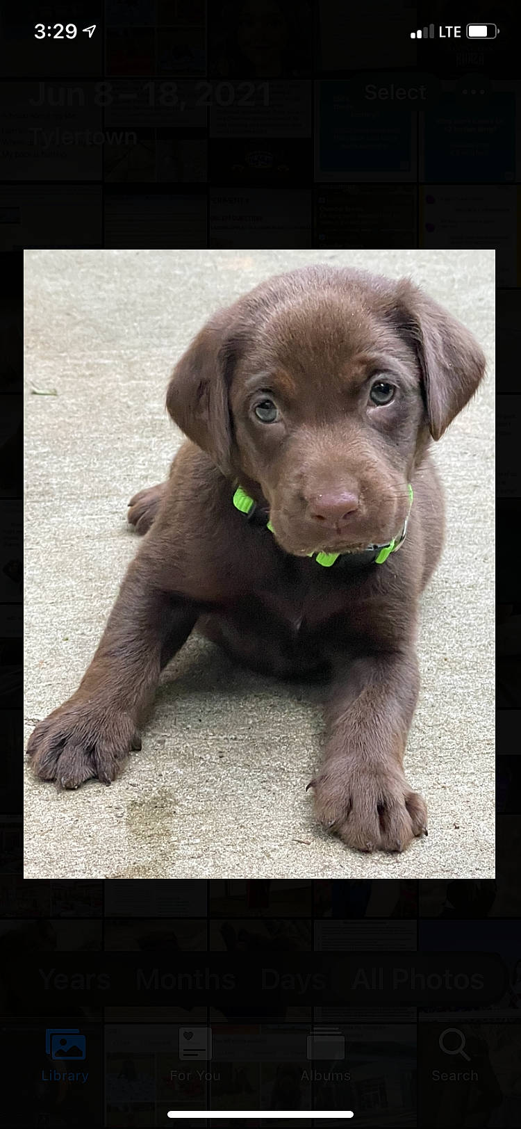 Nash joined the competition — help win amazing prizes! borador, canidae, carnivore, companion_dog, dog, dog_breed, dog_collar, fawn, fur, gun_dog, hunting_dog, liver, pointing_breed, rectangle, sporting_group, terrestrial_animal, whiskers, working_animal