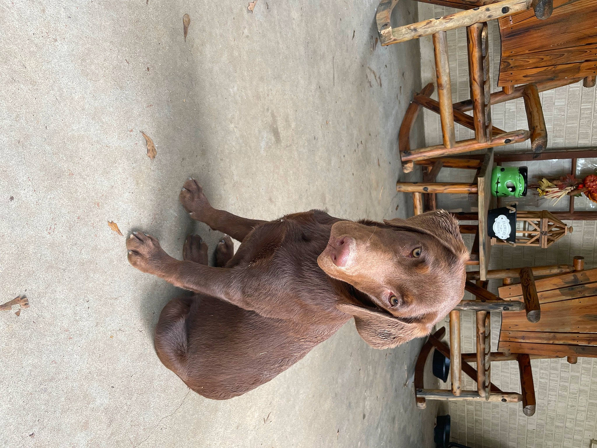 Nash joined the competition — help win amazing prizes! automotive_wheel_system, bridle, fawn, horse, horse_supplies, horse_tack, landscape, liver, metal, pack_animal, snout, stallion, terrestrial_animal, wildlife, window, wood, working_animal