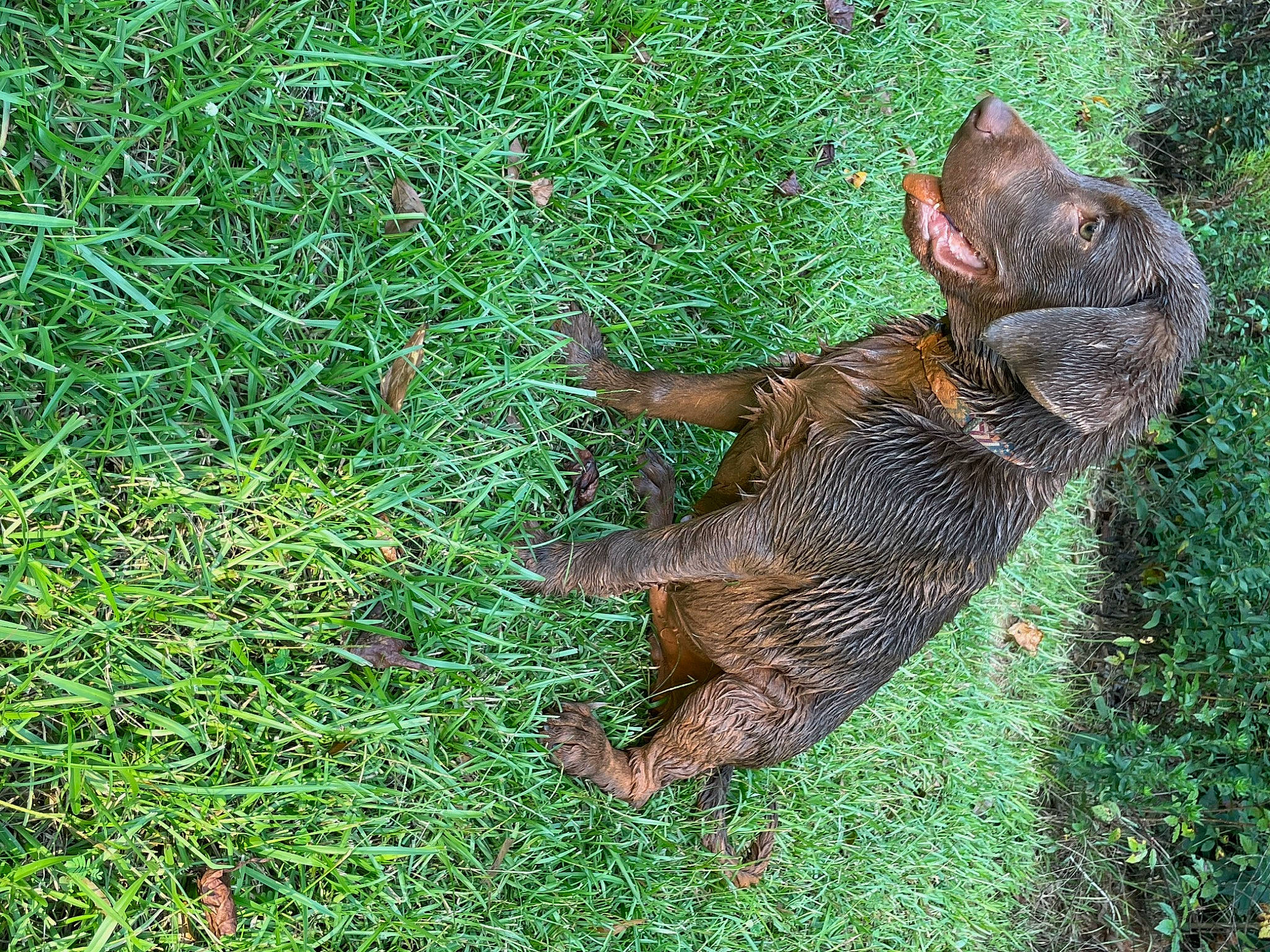 Nash joined the competition — help win amazing prizes! beak, carnivore, cat, dog_breed, domestic_short_haired_cat, fawn, felidae, galliformes, grass, groundcover, lawn, liver, phasianidae, plant, small_to_medium_sized_cats, snout, squirrel, tail, terrestrial_animal, whiskers
