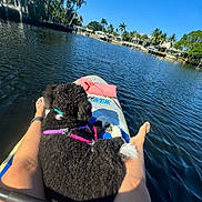 Coco is registered to the contest to win money with this photo: dog, kayak, water, river, canal, person, legs, blue_sky, trees, palm_trees, sunlight, outdoor, animal, pet, watercraft, leash, harness, nature, reflection, calm