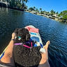 animal, blue_sky, calm, canal, dog, harness, kayak, leash, legs, nature, outdoor, palm_trees, person, pet, reflection, river, sunlight, trees, water, watercraft