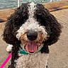 Coco joined the competition — help win amazing prizes! dog, curly_fur, black_and_white, smiling, tongue_out, leash, sidewalk, waterfront, metal_rail, concrete, happy, pet, outdoor, daytime, closeup, canine, collar, playful, animal, fur