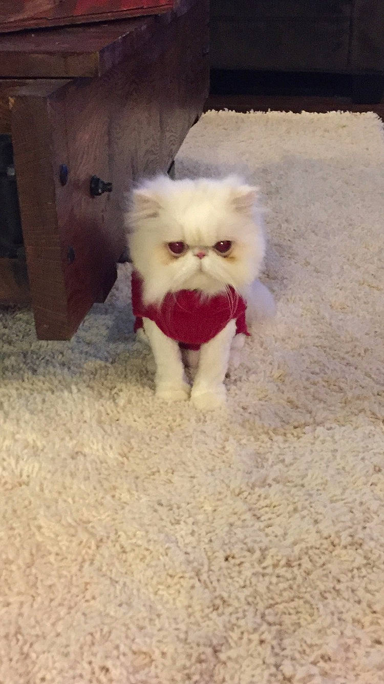 Webster joined the competition — help win amazing prizes! canidae, carnivore, cat, fawn, felidae, fur, himalayan, kitten, mammal, persian, small_to_medium_sized_cats, snout, tail, whiskers