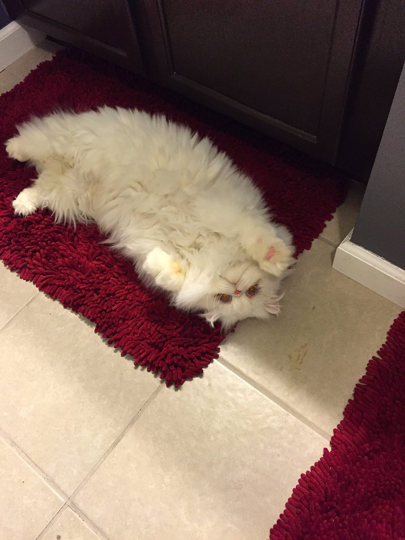 Webster joined the competition — help win amazing prizes! canidae, carnivore, carpet, cat, cockapoo, dog, felidae, floor, flooring, fur, hardwood, maltese, non_sporting_group, persian, puppy, small_to_medium_sized_cats, tail, toy_dog