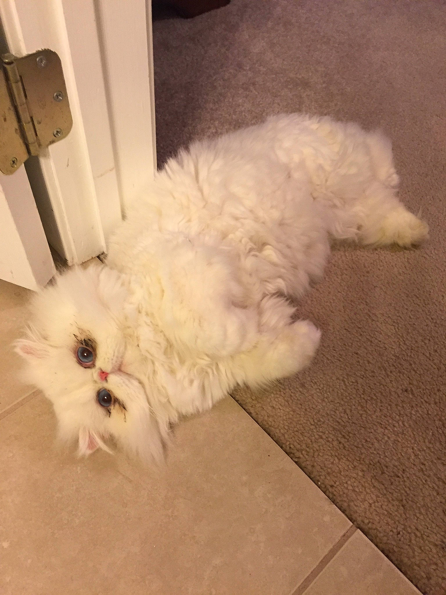 Webster joined the competition — help win amazing prizes! bichon, bolognese, bolonka, canidae, carnivore, cockapoo, companion_dog, coton_de_tulear, dog, dog_breed, kyi_leo, maltepoo, maltese, mammal, non_sporting_group, puppy, rare_breed_dog, shih_tzu, toy_dog, west_highland_white_terrier