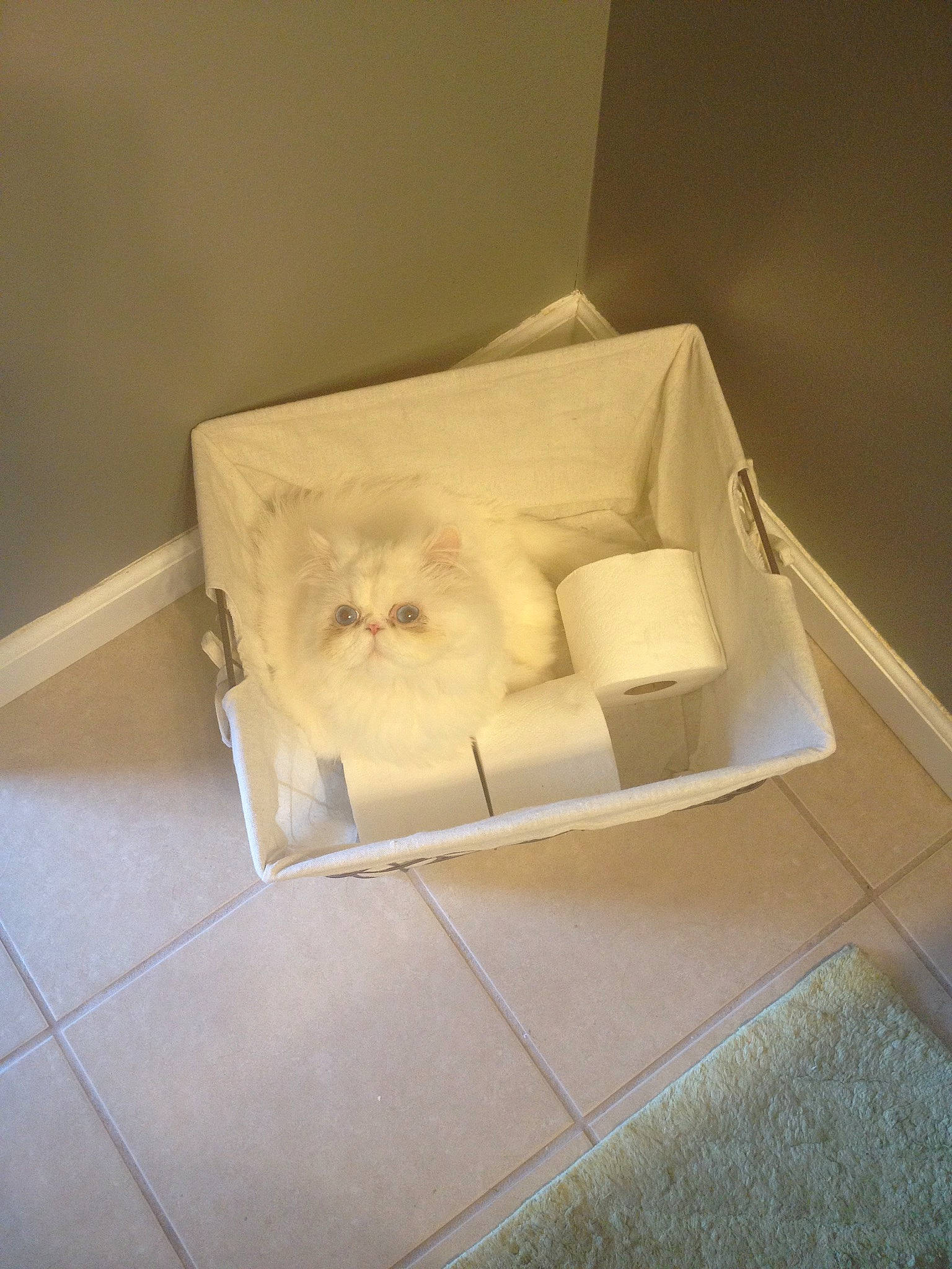 Webster joined the competition — help win amazing prizes! carnivore, cat, felidae, kitten, persian, small_to_medium_sized_cats