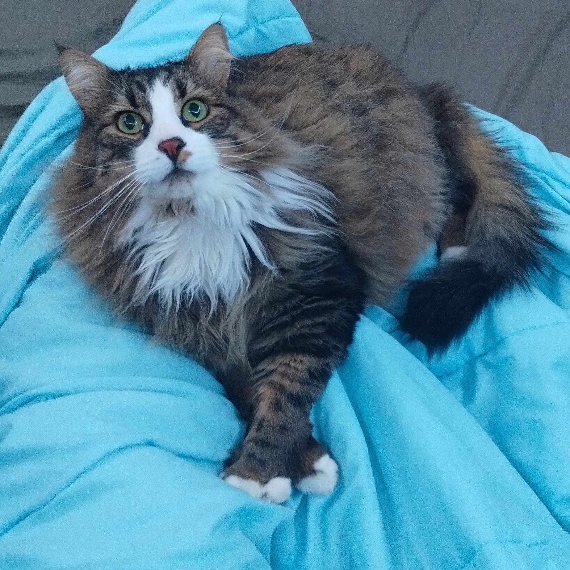 Coonie is registered to the contest to win money with this photo: abyssinian, angora, animal, bed, bedroom, blanket, cat, couch, cushion, face, furniture, homedecor, indoors, kitten, manx, person, pet, quilt, room, sleeping