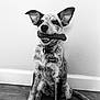 Willow joined the competition — help win amazing prizes! dog, pet, animal, bone_toy, collar, indoor, wooden_floor, wall, sitting, ears, fur, black_and_white, portrait, happy, playful, tag, muzzle, canine, domestic_animal, cute