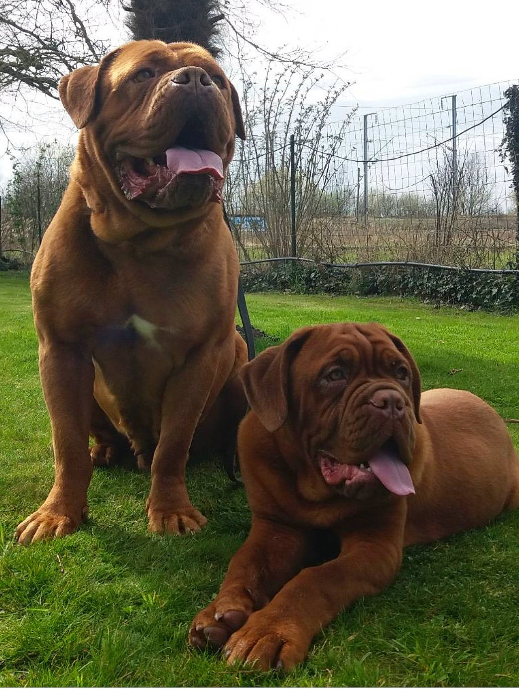 Natty participe au concours pour gagner de l'argent avec cette photo : brown, bulldog, canidae, carnivore, collar, companion_dog, dog, dog_breed, dog_collar, fawn, grass, liver, molosser, plant, sky, snout, sporting_group, tree, working_animal, wrinkle