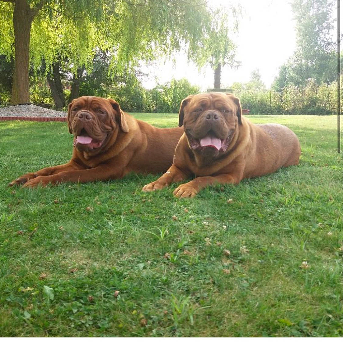 Natty a rejoint le concours — aidez-le/la à gagner de superbes lots ! ancient_dog_breeds, canidae, carnivore, companion_dog, dog, dog_breed, fawn, grass, liver, molosser, non_sporting_group, plant, sky, snout, sporting_group, terrestrial_animal, tree, working_animal, working_dog, wrinkle