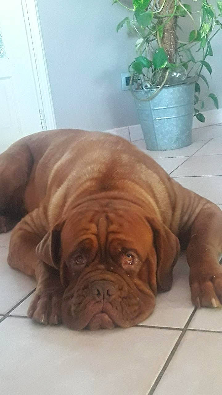 Natty participe au concours pour gagner de l'argent avec cette photo : bored, bulldog, carnivore, comfort, companion_dog, dog, dog_breed, door, fawn, flooring, flowerpot, hardwood, houseplant, liver, ori_pei, plant, snout, sporting_group, wood, wrinkle