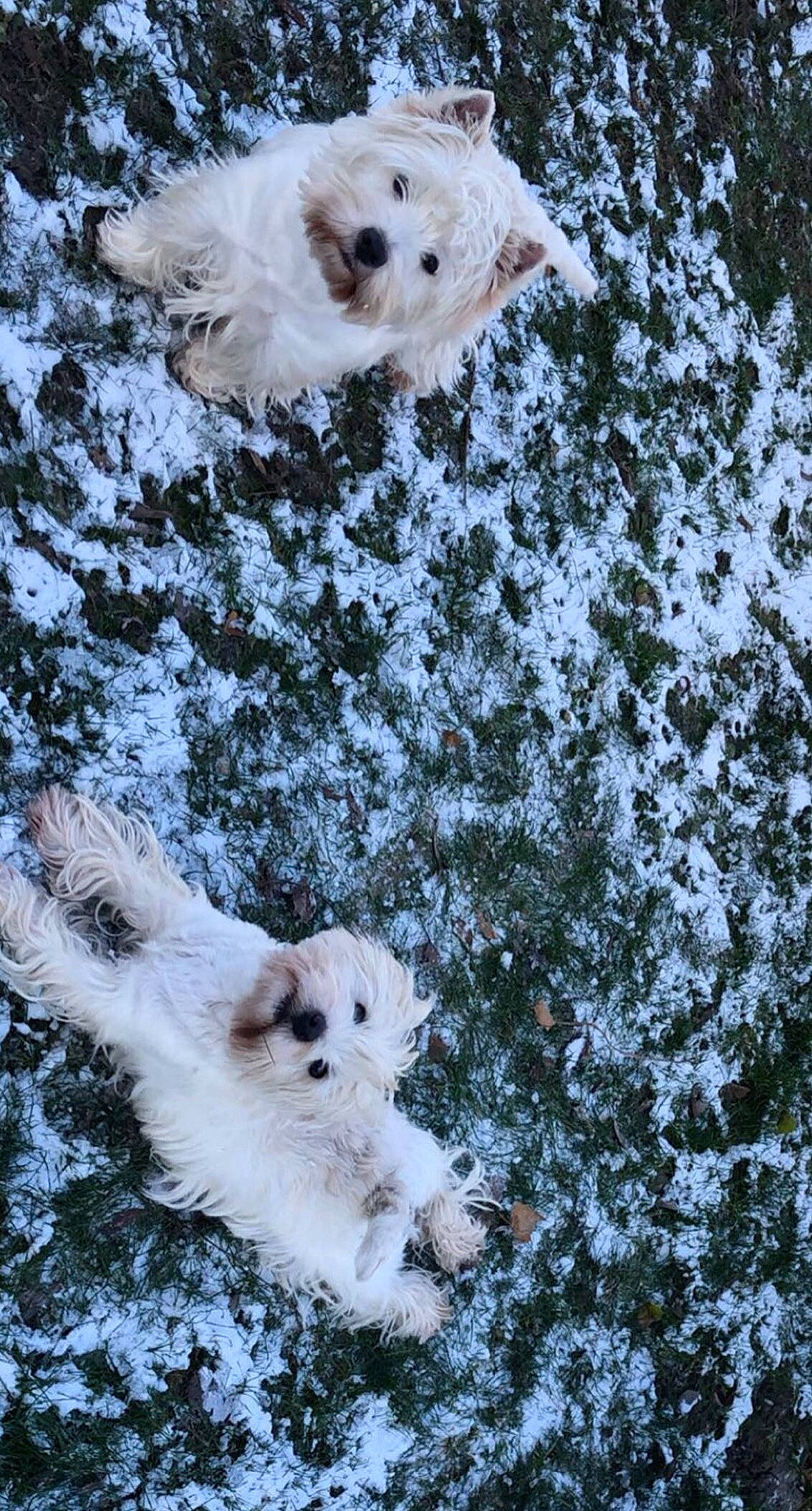 Ness Tea a rejoint le concours — aidez-le/la à gagner de superbes lots ! canidae, carnivore, companion_dog, dog, dog_breed, fawn, freezing, fur, non_sporting_group, paw, playing_in_the_snow, snout, snow, sporting_group, tail, tundra, vertebrate, white, wildlife, winter