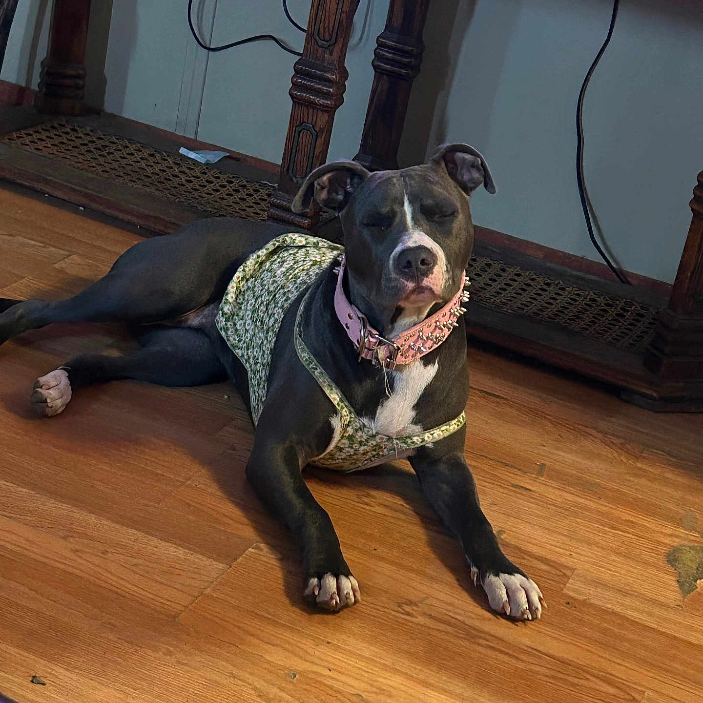 Boo is registered to the contest to win money with this photo: animal, architecture, building, bulldog, canine, dog, furniture, hardwood, hound, indoors, interiordesign, labradorretriever, livingroom, pet, pitbull, plywood, pointer, puppy, stainedwood, wood