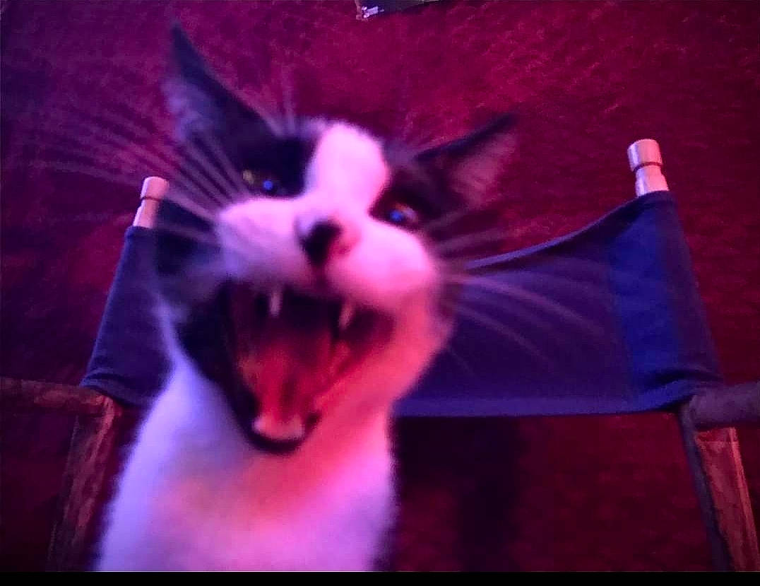 Gucci joined the competition — help win amazing prizes! art, carnivore, cat, darkness, dog_breed, event, fang, felidae, formal_wear, fur, magenta, night, paw, photo_caption, plant, small_to_medium_sized_cats, snout, tail, whiskers