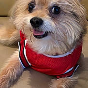 Lucky joined the competition — help win amazing prizes! dog, small_dog, fluffy, red_jersey, pet, canine, cute, alert, tongue_out, indoor, couch, beige, fur, animal, companion, domestic, friendly, young_dog, resting, portrait