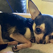 Cody And Checa. is registered to the contest to win money with this photo: dog, chihuahua, puppy, pet, small_dog, fur, animal, cute, domestic_animal, lying_down, blanket, cozy, close_up, indoor, sleepy, ears, paw, black_and_white, resting, companion