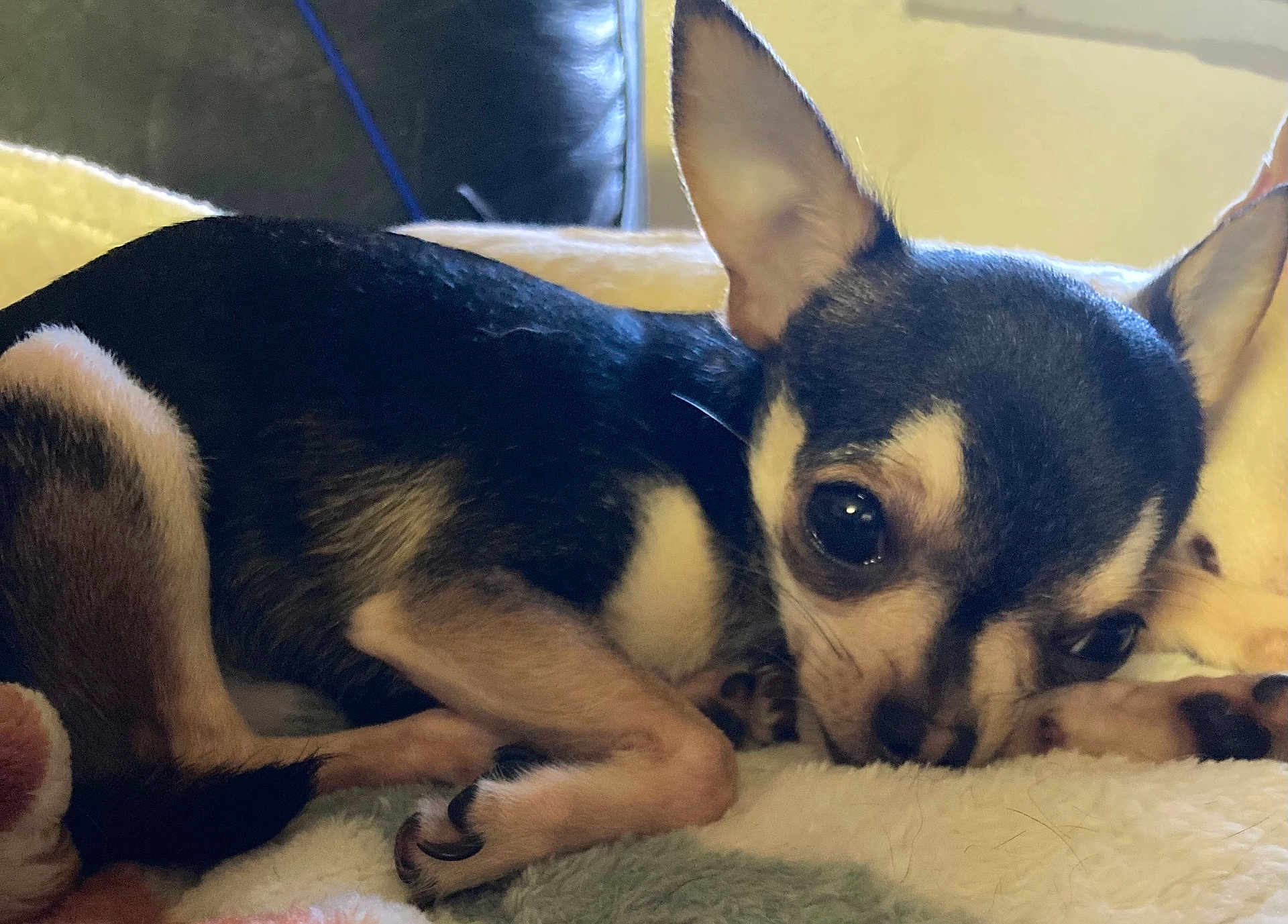 Cody And Checa. is registered to the contest to win money with this photo: dog, chihuahua, puppy, pet, small_dog, fur, animal, cute, domestic_animal, lying_down, blanket, cozy, close_up, indoor, sleepy, ears, paw, black_and_white, resting, companion