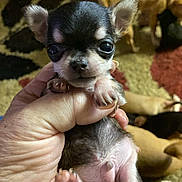 Cody joined the competition — help win amazing prizes! puppy, dog, hand, carpet, animal, pet, indoor, cute, small, fur, paw, holding, brown, black, white, eyes, nose, background, relaxed, home