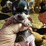 animal, background, black, brown, carpet, cute, dog, eyes, fur, hand, holding, home, indoor, nose, paw, pet, puppy, relaxed, small, white