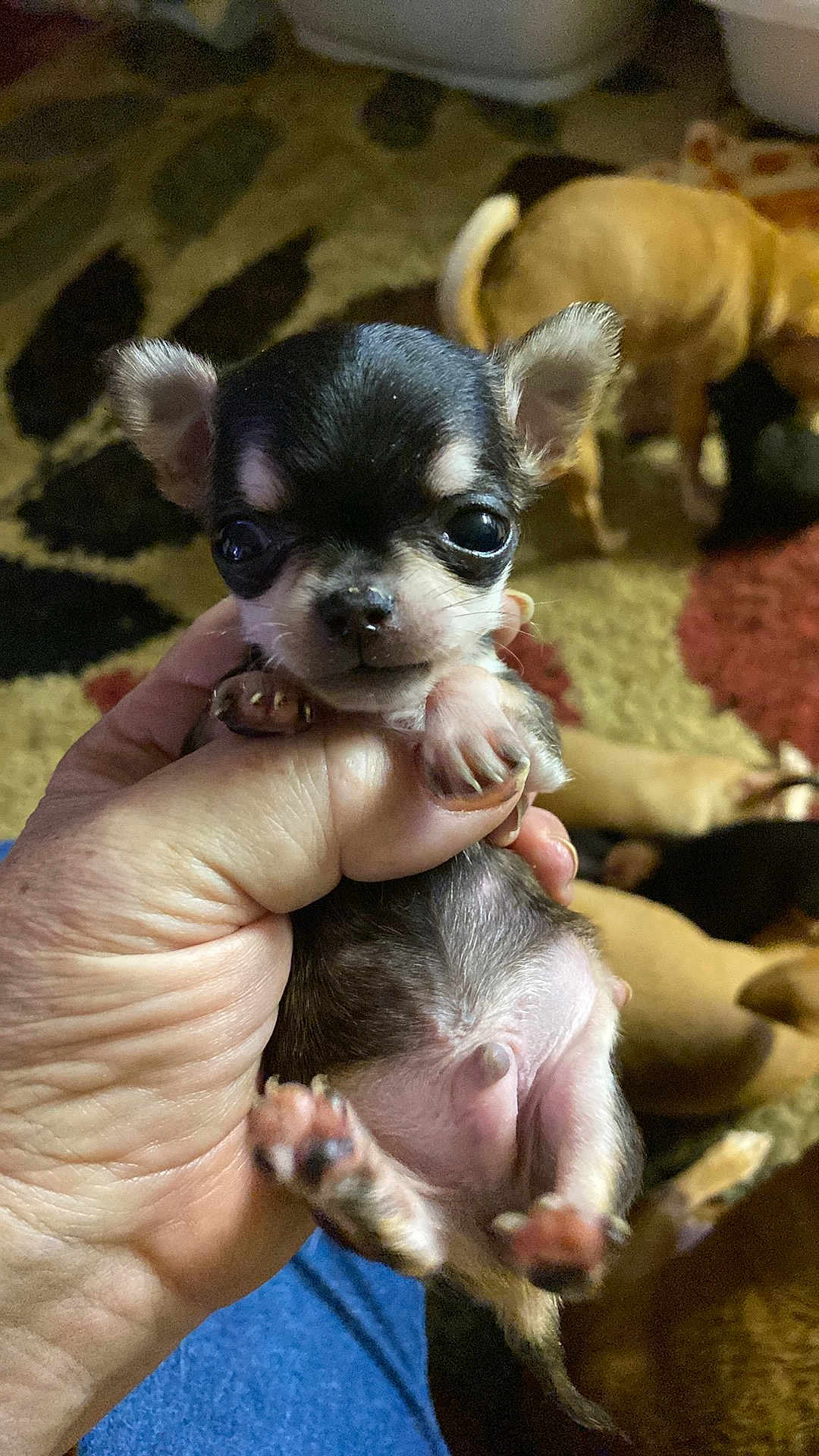 Cody joined the competition — help win amazing prizes! puppy, dog, hand, carpet, animal, pet, indoor, cute, small, fur, paw, holding, brown, black, white, eyes, nose, background, relaxed, home
