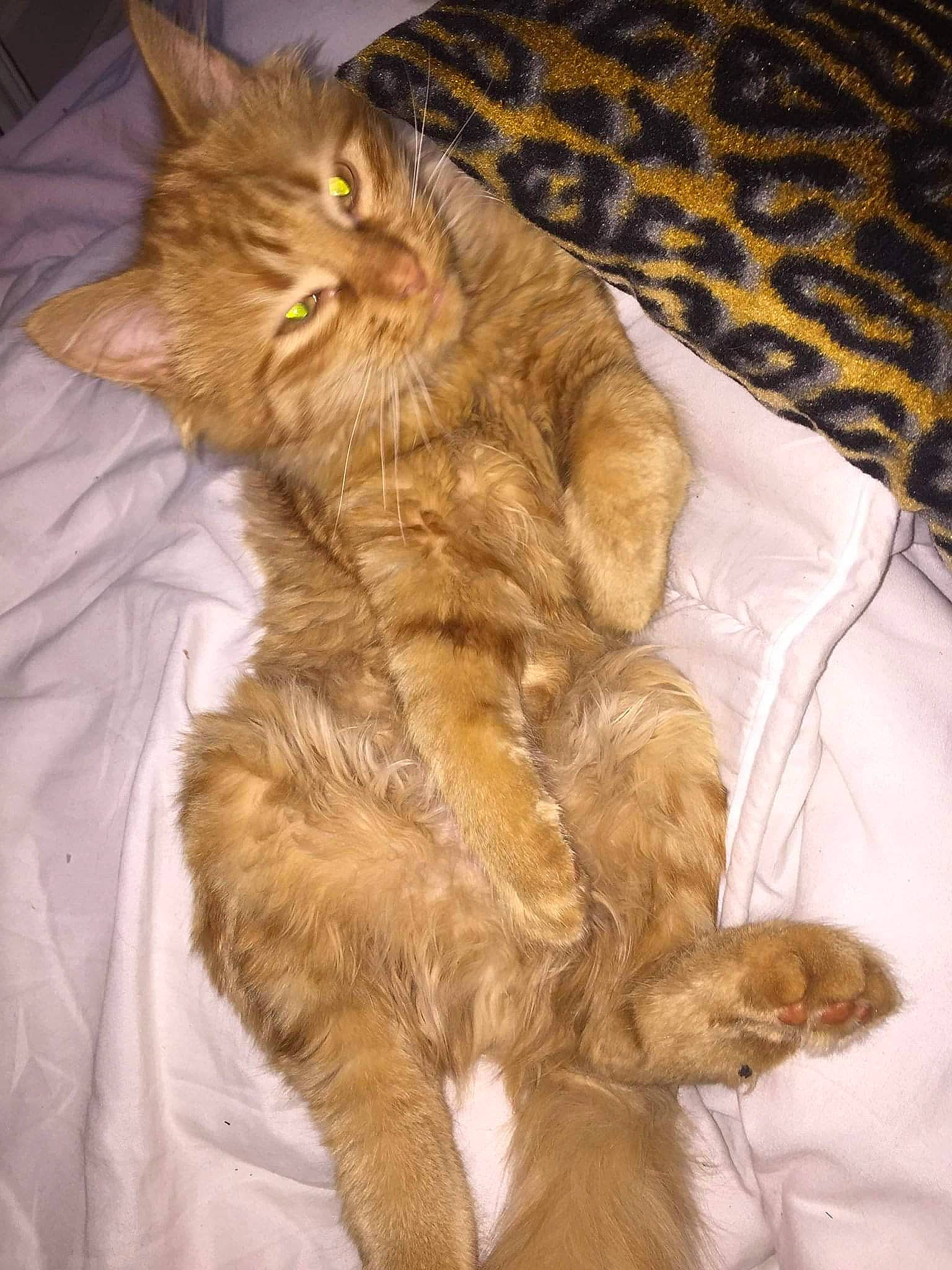 Amour a rejoint le concours — aidez-le/la à gagner de superbes lots ! carnivore, cat, claw, comfort, domestic_short_haired_cat, fawn, felidae, fur, paw, small_to_medium_sized_cats, snout, tail, terrestrial_animal, textile, whiskers