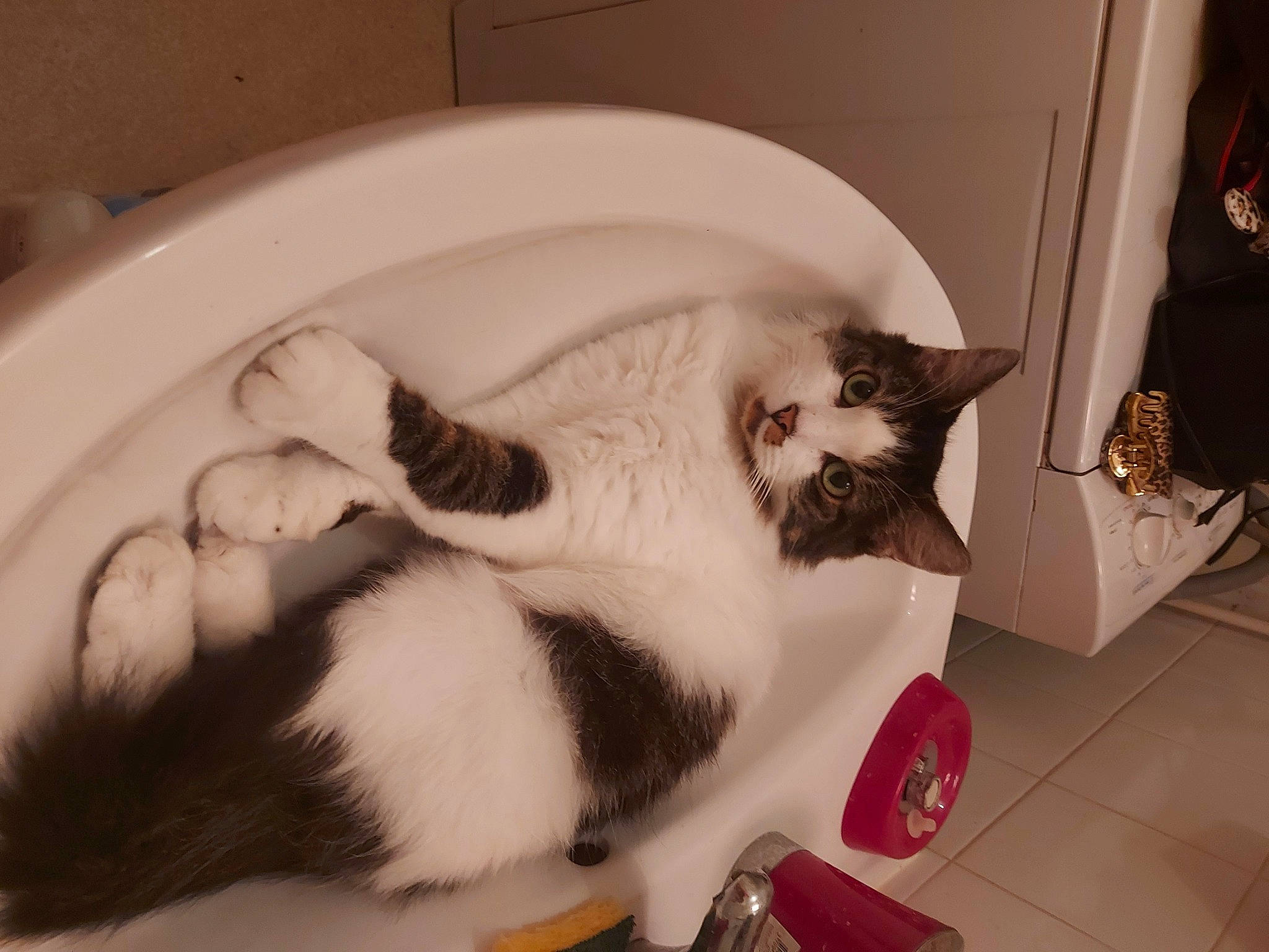 Lindsay a rejoint le concours — aidez-le/la à gagner de superbes lots ! canidae, carnivore, cat, claw, collar, comfort, domestic_short_haired_cat, eye, fang, felidae, flooring, fur, jaw, paw, pet_supply, plumbing_fixture, small_to_medium_sized_cats, snout, tail, whiskers