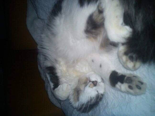 Lindsay participe au concours pour gagner de l'argent avec cette photo : canidae, carnivore, cat, claw, cloud, comfort, dog_breed, domestic_short_haired_cat, felidae, foot, fur, leg, nap, paw, sleep, small_to_medium_sized_cats, tail, terrestrial_animal, whiskers, window