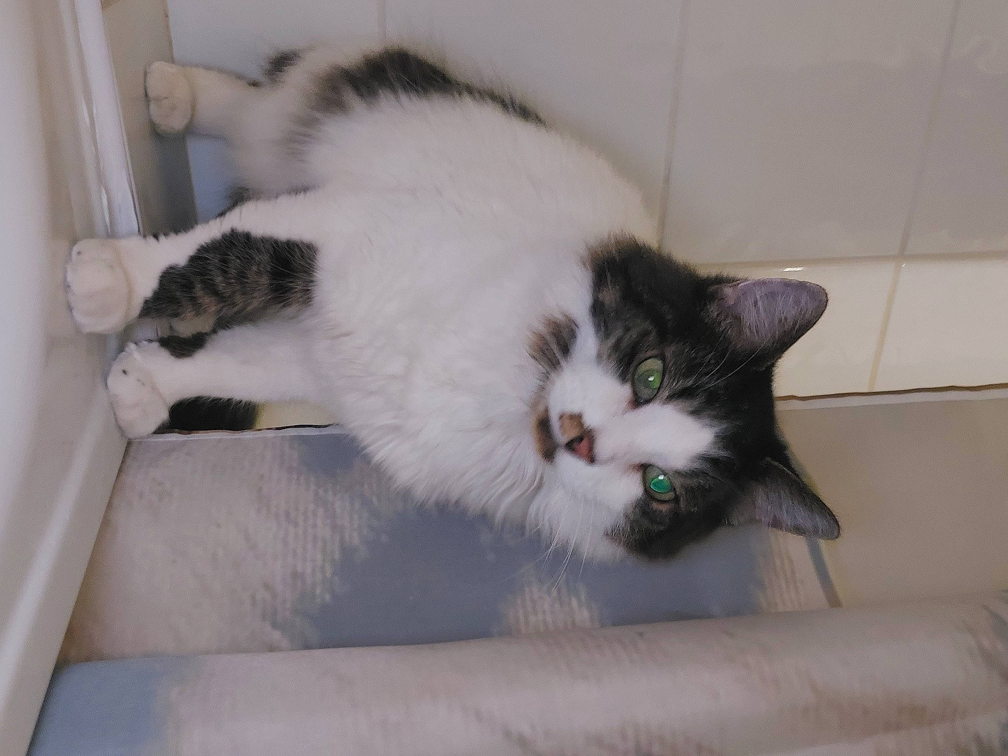 Lindsay participe au concours pour gagner de l'argent avec cette photo : box, cardboard, carnivore, cat, cat_supply, claw, comfort, domestic_short_haired_cat, felidae, fur, hardwood, paw, small_to_medium_sized_cats, snout, tail, whiskers, window