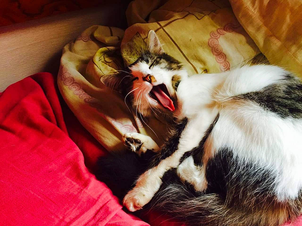 Lindsay participe au concours pour gagner de l'argent avec cette photo : bengal_tiger, carnivore, cat, claw, comfort, companion_dog, dog_breed, domestic_short_haired_cat, fang, felidae, foot, fur, jaw, nap, paw, sleep, small_to_medium_sized_cats, tail, whiskers, yawn