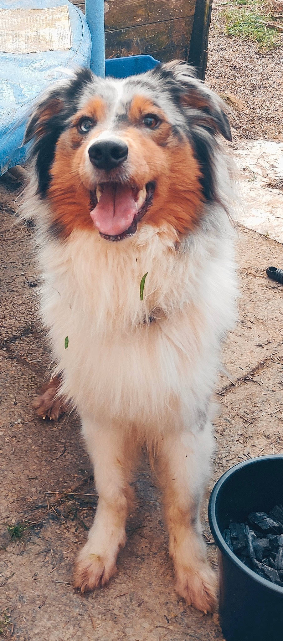 Loup a rejoint le concours — aidez-le/la à gagner de superbes lots ! ancient_dog_breeds, canidae, carnivore, collar, companion_dog, dog, dog_breed, dog_collar, dog_supply, fang, fur, herding_dog, leash, plant, smile, snout, sporting_group, whiskers, working_animal, working_dog